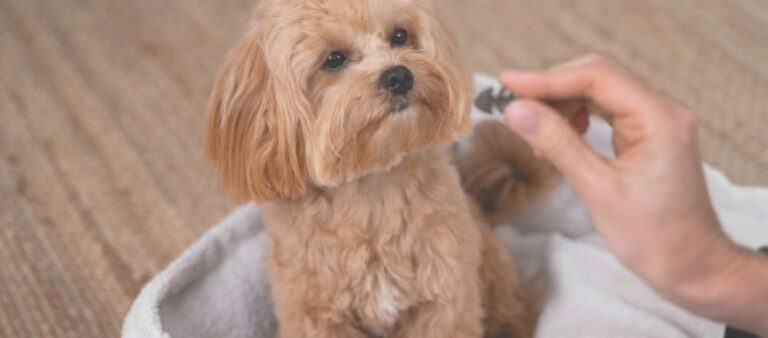 Anxiety Pills For Dogs